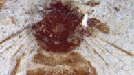 Apis aibai. Image credit: Y. Takahashi & J-ichi Takahashi, doi: 10.3897/zookeys.1255.162389.