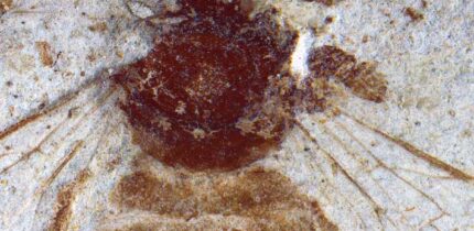 Apis aibai. Image credit: Y. Takahashi & J-ichi Takahashi, doi: 10.3897/zookeys.1255.162389.