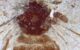 Apis aibai. Image credit: Y. Takahashi & J-ichi Takahashi, doi: 10.3897/zookeys.1255.162389.