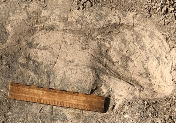 One of 1.43-million-year-old footprints found at the GaJi10 site in the Koobi Fora Formation in northern Kenya; a 15-cm (6-inch) ruler is shown for scale. Image credit: Kay Behrensmeyer.