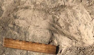 One of 1.43-million-year-old footprints found at the GaJi10 site in the Koobi Fora Formation in northern Kenya; a 15-cm (6-inch) ruler is shown for scale. Image credit: Kay Behrensmeyer.