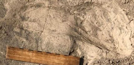 One of 1.43-million-year-old footprints found at the GaJi10 site in the Koobi Fora Formation in northern Kenya; a 15-cm (6-inch) ruler is shown for scale. Image credit: Kay Behrensmeyer.