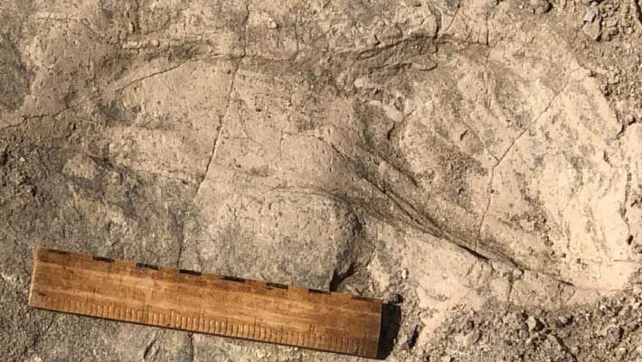 One of 1.43-million-year-old footprints found at the GaJi10 site in the Koobi Fora Formation in northern Kenya; a 15-cm (6-inch) ruler is shown for scale. Image credit: Kay Behrensmeyer.