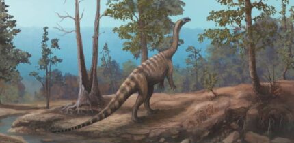 Life reconstruction of Musango matusadonaensis. Image credit: Mark Witton.