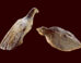 Two bird figurines found at Hohle Fels Cave in Germany. Image credit: Ralf Ehmann / University of Tübingen / Museum of Prehistory and Ice Age Art.