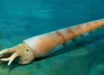 Life reconstruction of Eoceras shaanxiense. Image credit: Dinghua Yang.