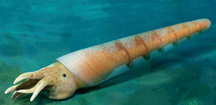 Life reconstruction of Eoceras shaanxiense. Image credit: Dinghua Yang.