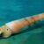 Life reconstruction of Eoceras shaanxiense. Image credit: Dinghua Yang.