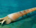 Life reconstruction of Eoceras shaanxiense. Image credit: Dinghua Yang.