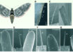 Reda Ismaieel et al. examined the olfactory capabilities of the wings of the tobacco hawkmoth (Manduca sexta). Image credit: Reda Ismaieel et al., doi: 10.1242/jeb.252047.