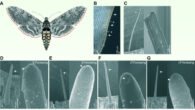 Reda Ismaieel et al. examined the olfactory capabilities of the wings of the tobacco hawkmoth (Manduca sexta). Image credit: Reda Ismaieel et al., doi: 10.1242/jeb.252047.