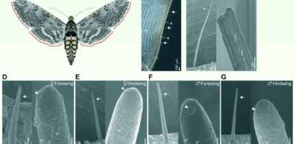 Reda Ismaieel et al. examined the olfactory capabilities of the wings of the tobacco hawkmoth (Manduca sexta). Image credit: Reda Ismaieel et al., doi: 10.1242/jeb.252047.
