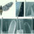 Reda Ismaieel et al. examined the olfactory capabilities of the wings of the tobacco hawkmoth (Manduca sexta). Image credit: Reda Ismaieel et al., doi: 10.1242/jeb.252047.