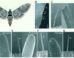 Reda Ismaieel et al. examined the olfactory capabilities of the wings of the tobacco hawkmoth (Manduca sexta). Image credit: Reda Ismaieel et al., doi: 10.1242/jeb.252047.