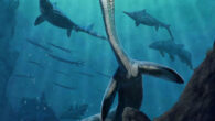 Life reconstruction of Austronaga minuta. Image credit: Gabriel Ugueto.