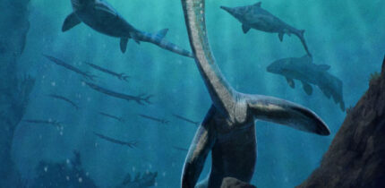 Life reconstruction of Austronaga minuta. Image credit: Gabriel Ugueto.