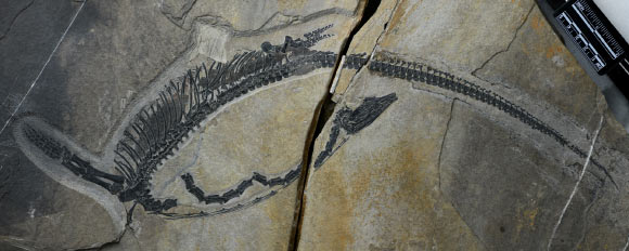 The holotype specimen of Austronaga minuta. Image credit: Wei Wang.