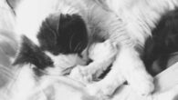 The owner experiences of transitioning cats indoors suggest that, for most owners and cats, a transition to indoor cat management is manageable and worthwhile. Image credit: Natali Anderson.
