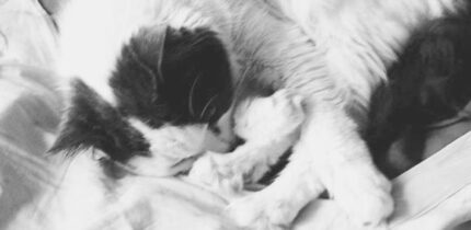 The owner experiences of transitioning cats indoors suggest that, for most owners and cats, a transition to indoor cat management is manageable and worthwhile. Image credit: Natali Anderson.