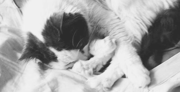 The owner experiences of transitioning cats indoors suggest that, for most owners and cats, a transition to indoor cat management is manageable and worthwhile. Image credit: Natali Anderson.