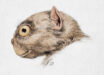 Tetonius homunculus (colorized) by R. Bruce Horsfall from W.B. Scott’s History of Land Mammals in the Western Hemisphere.