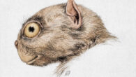 Tetonius homunculus (colorized) by R. Bruce Horsfall from W.B. Scott’s History of Land Mammals in the Western Hemisphere.