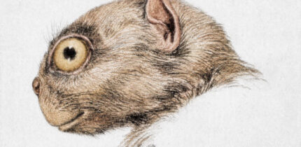 Tetonius homunculus (colorized) by R. Bruce Horsfall from W.B. Scott’s History of Land Mammals in the Western Hemisphere.
