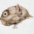 Tetonius homunculus (colorized) by R. Bruce Horsfall from W.B. Scott’s History of Land Mammals in the Western Hemisphere.