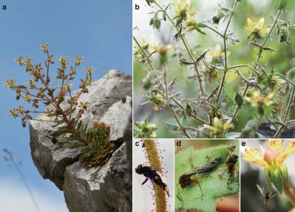 Morphology of Saxifraga candelabrum. Image credit: Zhang et al., doi: 10.1038/s41467-026-75288-y.