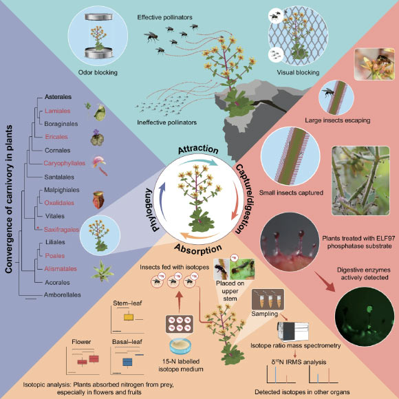 Multiple lines of evidence for carnivory in Saxifraga candelabrum. Image credit: Zhang et al., doi: 10.1038/s41467-026-75288-y.