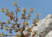 Morphology of Saxifraga candelabrum. Image credit: Zhang et al., doi: 10.1038/s41467-026-75288-y.