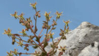 Morphology of Saxifraga candelabrum. Image credit: Zhang et al., doi: 10.1038/s41467-026-75288-y.