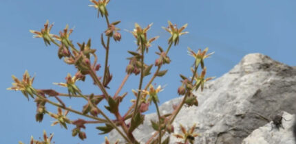 Morphology of Saxifraga candelabrum. Image credit: Zhang et al., doi: 10.1038/s41467-026-75288-y.