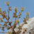 Morphology of Saxifraga candelabrum. Image credit: Zhang et al., doi: 10.1038/s41467-026-75288-y.