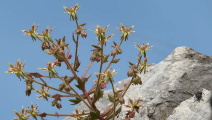 Morphology of Saxifraga candelabrum. Image credit: Zhang et al., doi: 10.1038/s41467-026-75288-y.