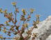 Morphology of Saxifraga candelabrum. Image credit: Zhang et al., doi: 10.1038/s41467-026-75288-y.