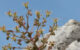 Morphology of Saxifraga candelabrum. Image credit: Zhang et al., doi: 10.1038/s41467-026-75288-y.