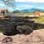 Reconstruction of Spea labreae (center and right) in La Brea Tar Pits compared with Spea hammondii (left), the species currently present in the area, and the presence of the Mexican burrowing toad (bottom). Image credit: Arturo Dávalos.