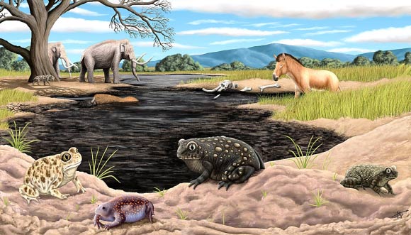 Reconstruction of Spea labreae (center and right) in La Brea Tar Pits compared with Spea hammondii (left), the species currently present in the area, and the presence of the Mexican burrowing toad (bottom). Image credit: Arturo Dávalos.