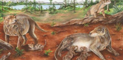Life reconstruction of a group of Chiniquodon theotonicus individuals, a pregnant female (left) as well as a female (right) breastfeeding few, relatively large neonates. Image credit: María de los Ángeles Miceli Baro.