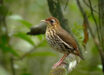 The Baturité antthrush (Chamaeza baturitensis). Image credit: Fábio Nunes.