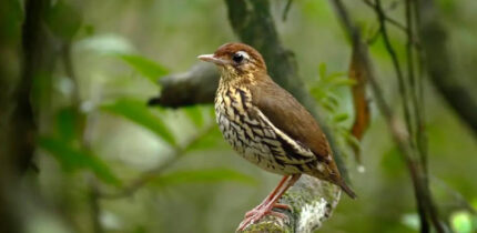 The Baturité antthrush (Chamaeza baturitensis). Image credit: Fábio Nunes.
