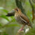 The Baturité antthrush (Chamaeza baturitensis). Image credit: Fábio Nunes.