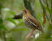 The Baturité antthrush (Chamaeza baturitensis). Image credit: Fábio Nunes.