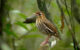 The Baturité antthrush (Chamaeza baturitensis). Image credit: Fábio Nunes.