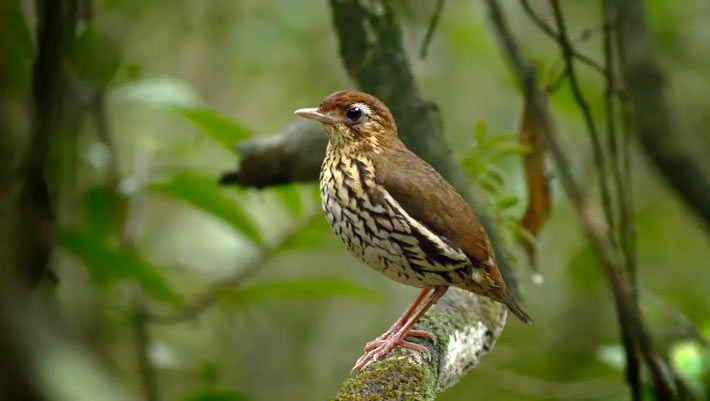 Ornithologists Discover New Bird Species in Brazil