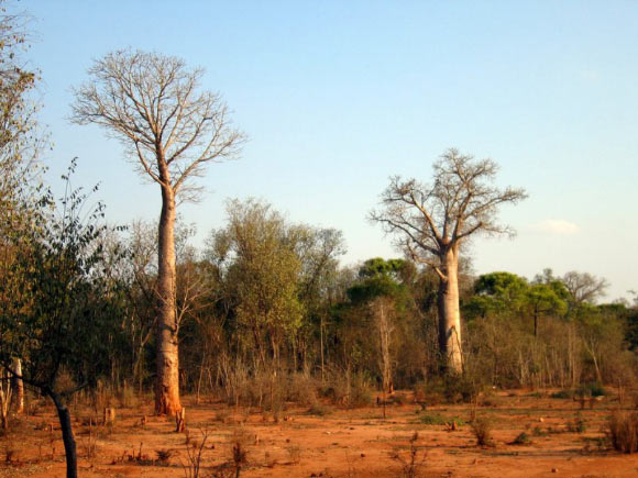 Adansonia za. Image credit: Hectonichus / CC BY-SA 3.0.