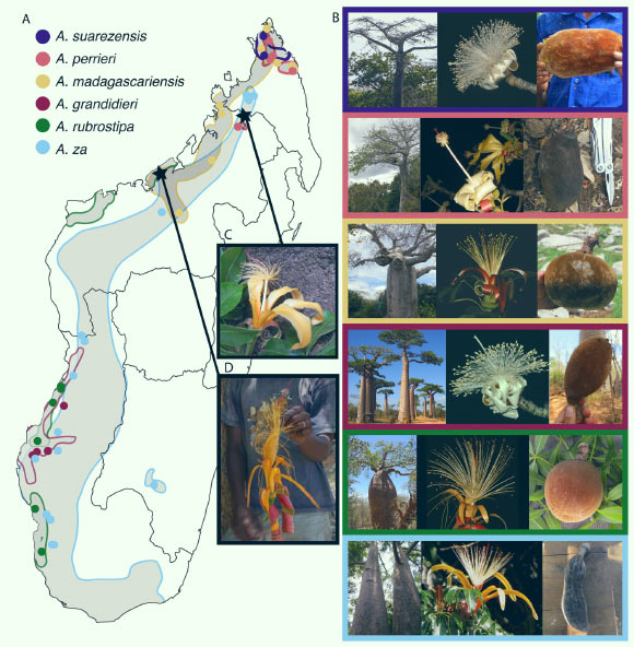 Malagasy baobabs: (A) approximate ranges of the six baobab species of Madagascar; samples analyzed are indicated on the map by colored points; stars indicate sampled individuals of possible hybrid origin based on morphological traits that are intermediate between two currently recognized species; (B) images of trees, flowers, and fruit for the six species of baobab endemic to Madagascar; (C) photo of a flower of the possible Adansonia za x Adansonia perrieri individual; (D) photo of the putative Adansonia rubrostipa x Adansonia madagascariensis individual. Image credit: Karimi et al., doi: 10.1002/tax.70176.