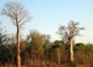 Adansonia za. Image credit: Hectonichus / CC BY-SA 3.0.