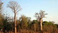 Adansonia za. Image credit: Hectonichus / CC BY-SA 3.0.